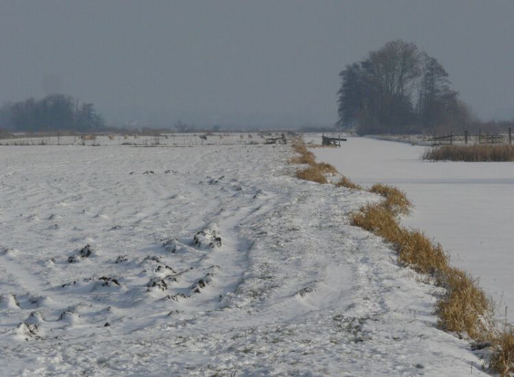 Pestbosje in de Demmerikse Polder