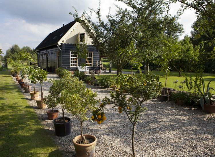 Op Vreedenhorst worden historische citrusrassen gekweekt en bewaard