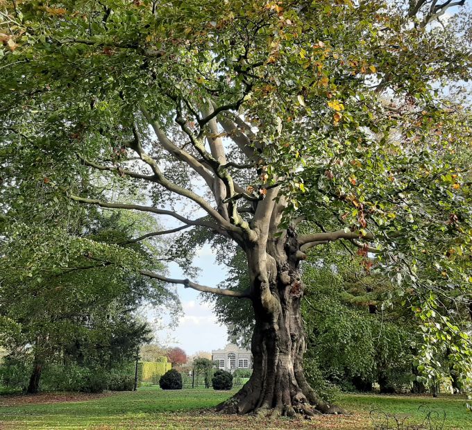 Rode beuk in tuin Slotzicht