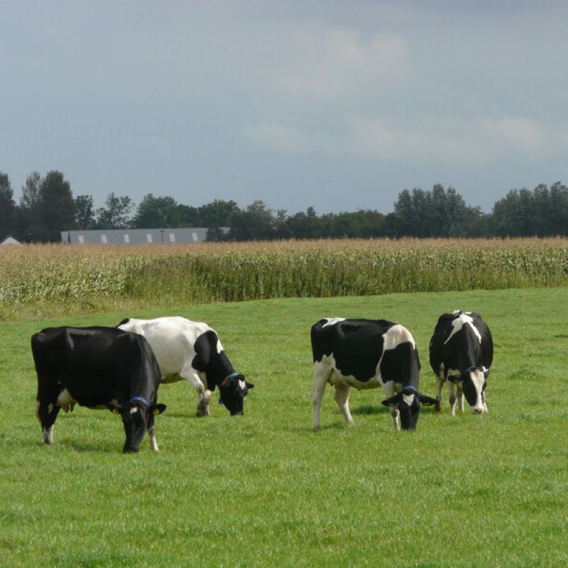 De veenweiden worden niet alleen gebruikt voor weidegrond, maar ook voor het verbouwen van mais.